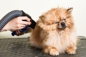 How hair dryers and blasters affect your hearing: what do you need to know as a groomer?