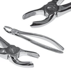 Extraction forceps to remove the right side maxillary molars