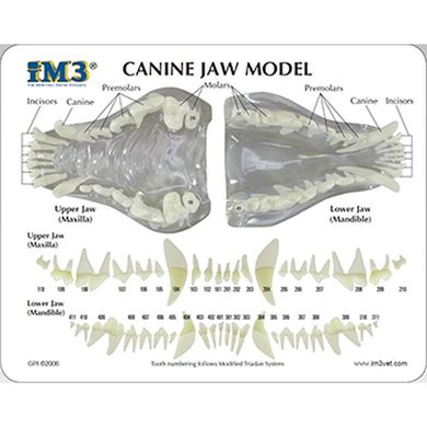 Canine Jaw Model - clear
