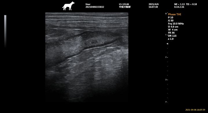 Dawei P50 vet, doppler ultrasound, veterinary with microconvex and linear sensors
