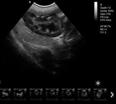 F6, ultrasound doppler, veterinary. Dawei